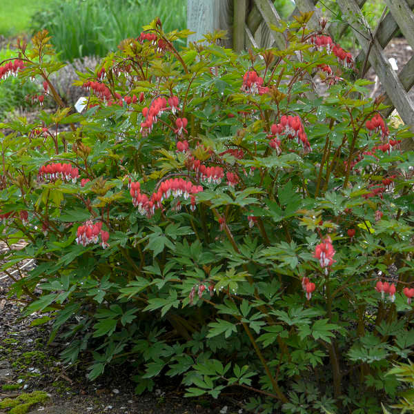 Dicentra spectabilis 'Valentine'