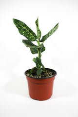 Dieffenbachia 'Reflector'