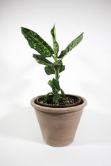 Dieffenbachia 'Reflector'