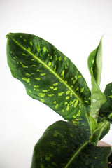 Dieffenbachia 'Reflector'