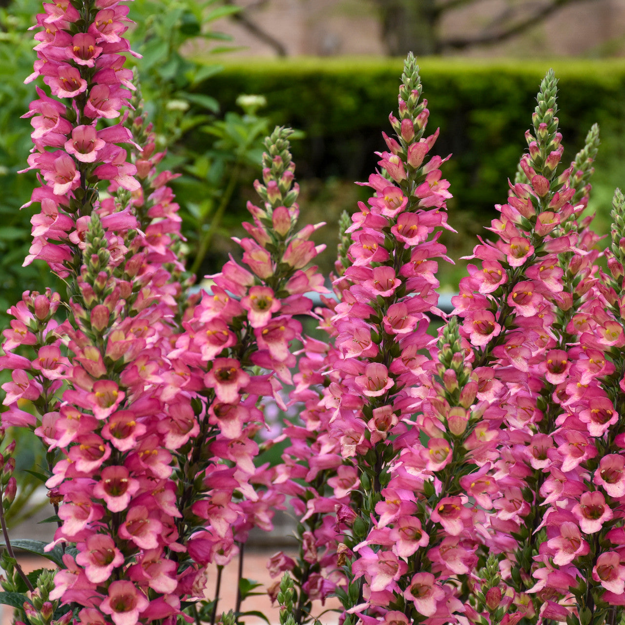 Digiplexis 'Berry Canary' – Romence Gardens & Greenhouses