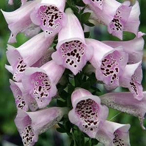 Digitalis hybrida 'Camelot Lavender'