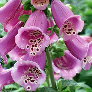 Digitalis hybrida 'Camelot Rose'