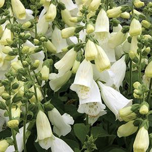Digitalis hybrida 'Camelot White' – Romence Gardens & Greenhouses