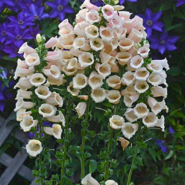 Digitalis purpurea 'Dalmatian Peach'