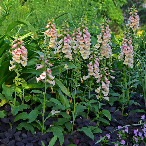 Digitalis purpurea 'Dalmatian Peach'