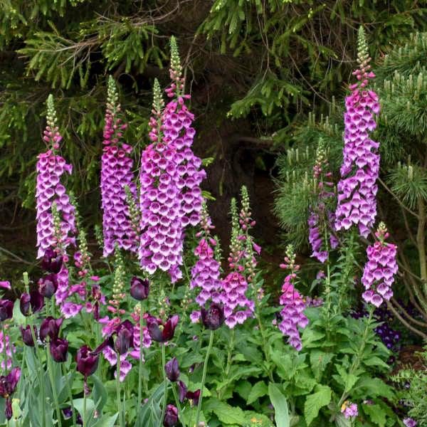 Digitalis purpurea 'Dalmatian Purple'