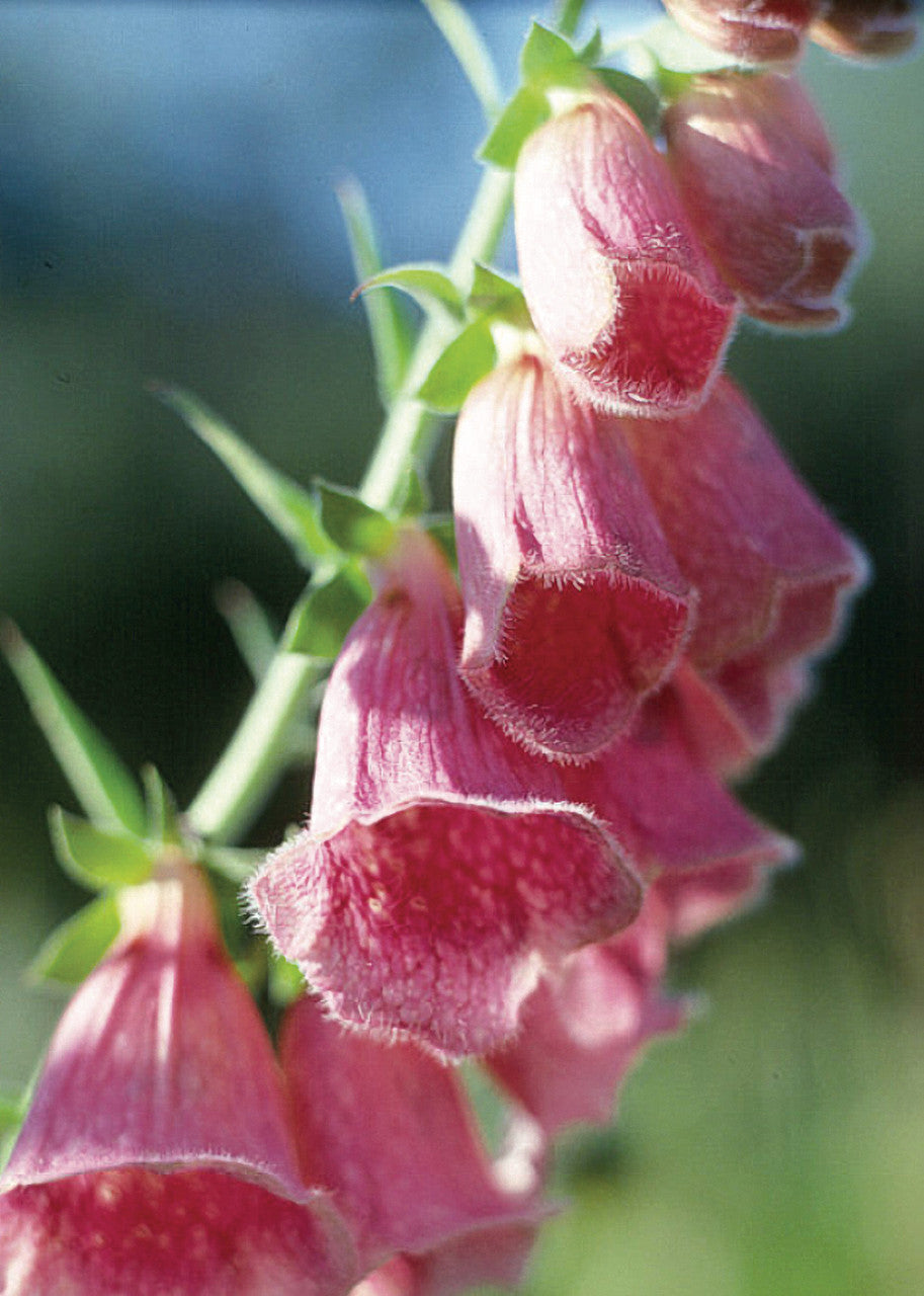 Digitalis mertonensis