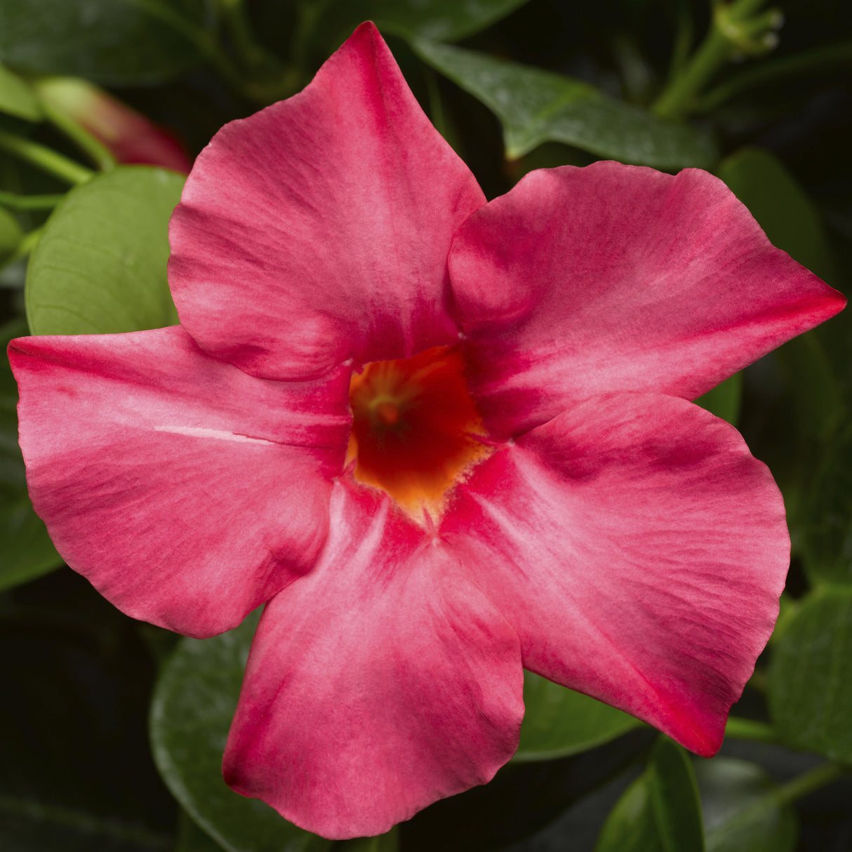 Dipladenia Madinia® Coral Pink