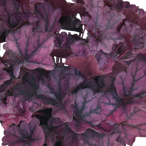 Heuchera x hybrida 'Heureka Purple Pride'