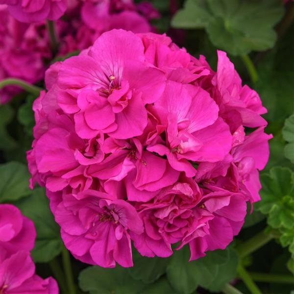 Close-up of bright pink flowers with green leaves in the background