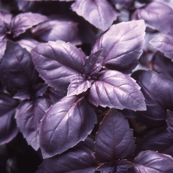 Red Rubin Basil