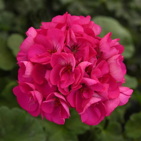 Close-up of bright pink flowers with a blurred green background