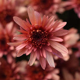 Chrysanthemum 'Carousel Blushing Salmon'