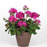 Pelargonium Solera™ Purple