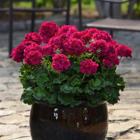 Potted plant with vibrant pink flowers and green leaves on a stone surface.
