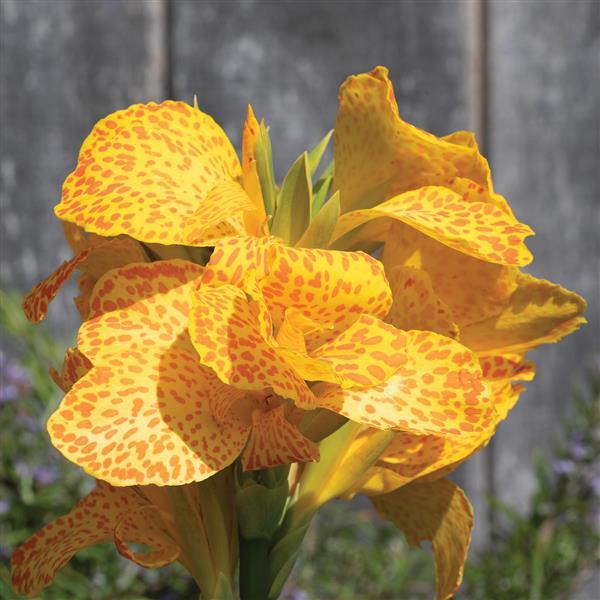 Romence Gardens Canna generalis Cannova