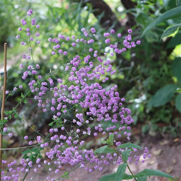 Romence Gardens Thalictrum Splendide