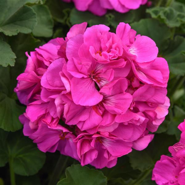 Close-up of a vibrant pink flower with green leaves in the background