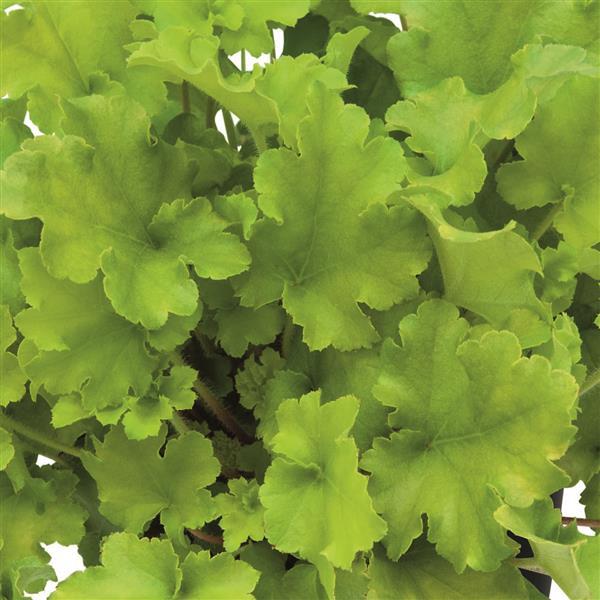 Heuchera x hybrida 'Heureka Shiny