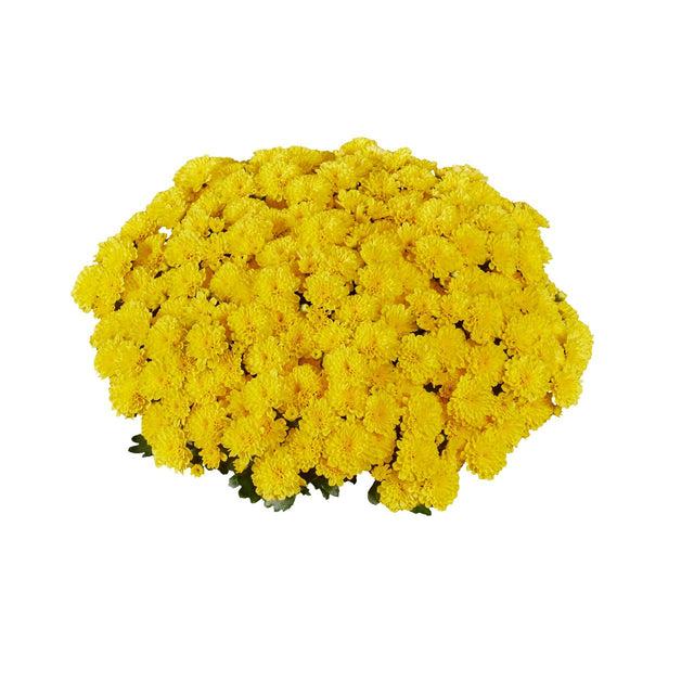 Chrysanthemum 'Vitamum™ Ditto Yellow'