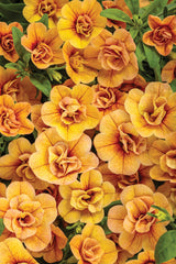 Calibrachoa hybrid 'Superbells® Double Amber' close up