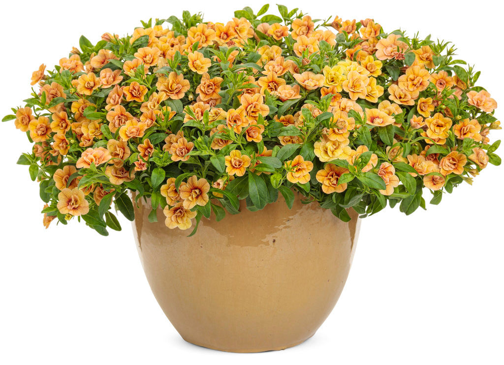 Calibrachoa hybrid 'Superbells® Double Amber' in decorative pot