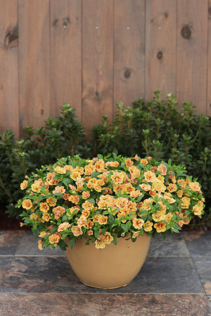 Calibrachoa hybrid 'Superbells® Double Amber'