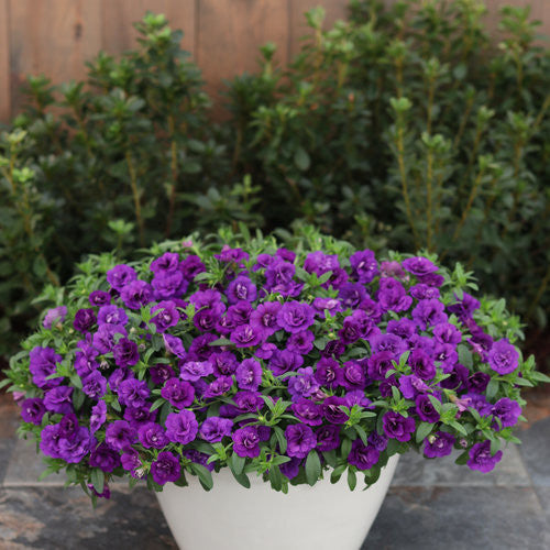 Calibrachoa hybrid 'Superbells® Double Blue' in decorative pot