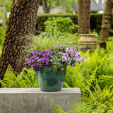 Calibrachoa hybrid 'Superbells® Double Blue' combination