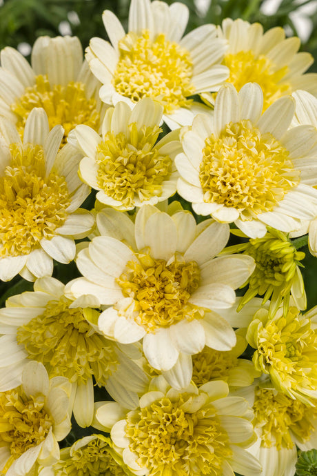 Osteospermum hybrid 'Bright Lights™ Double Moonglow'