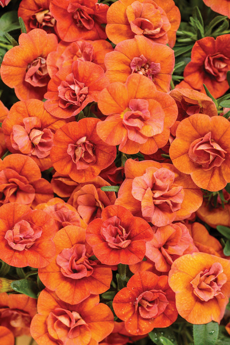 Calibrachoa hybrid 'Superbells® Double Orange' close up