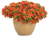 Calibrachoa hybrid 'Superbells® Double Orange' in decorative pot