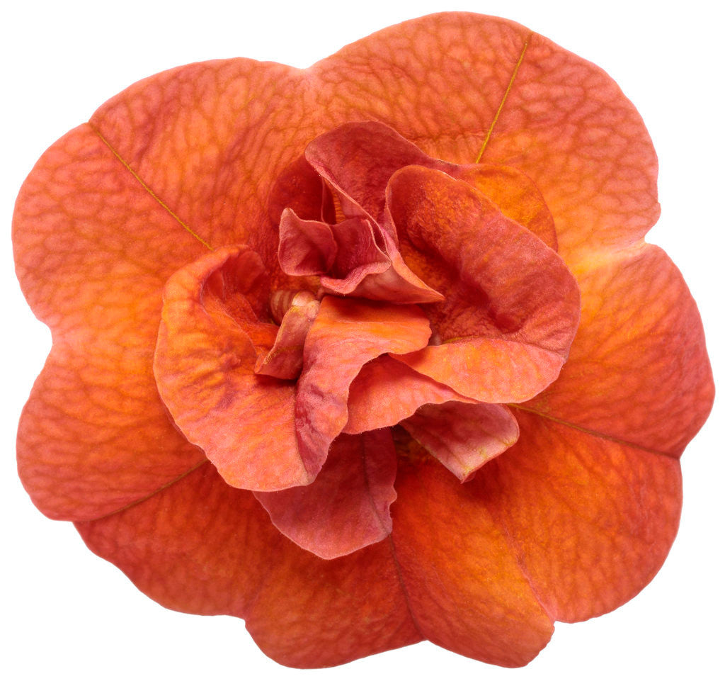 Calibrachoa hybrid 'Superbells® Double Orange' flower