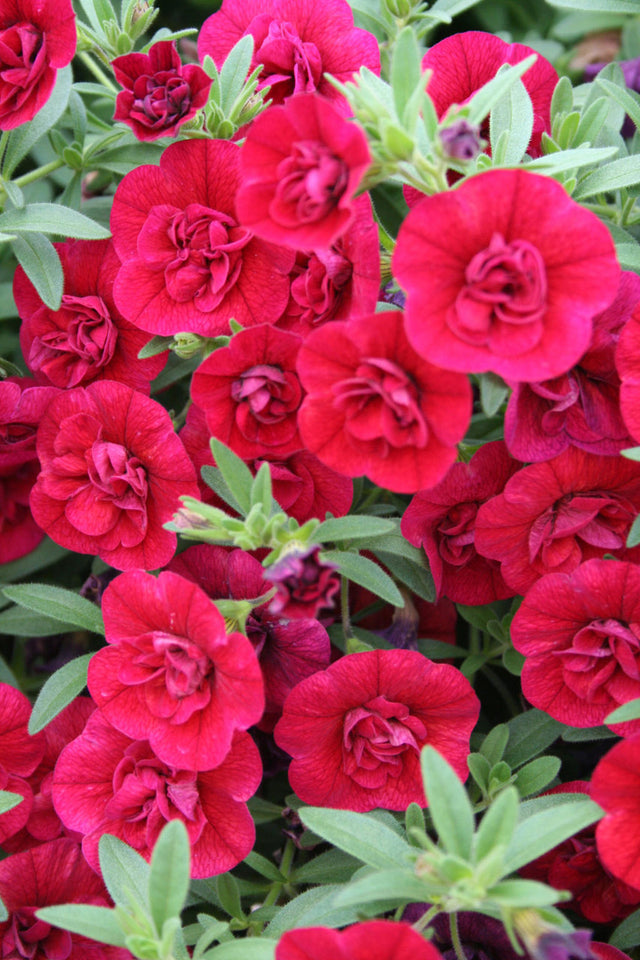 Calibrachoa hybrid 'Superbells® Double Ruby'