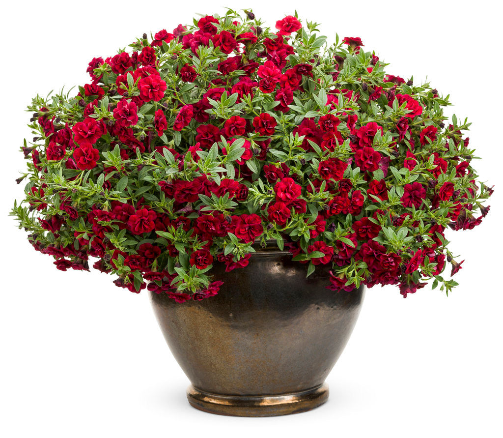 Calibrachoa hybrid 'Superbells® Double Ruby' in decorative pot