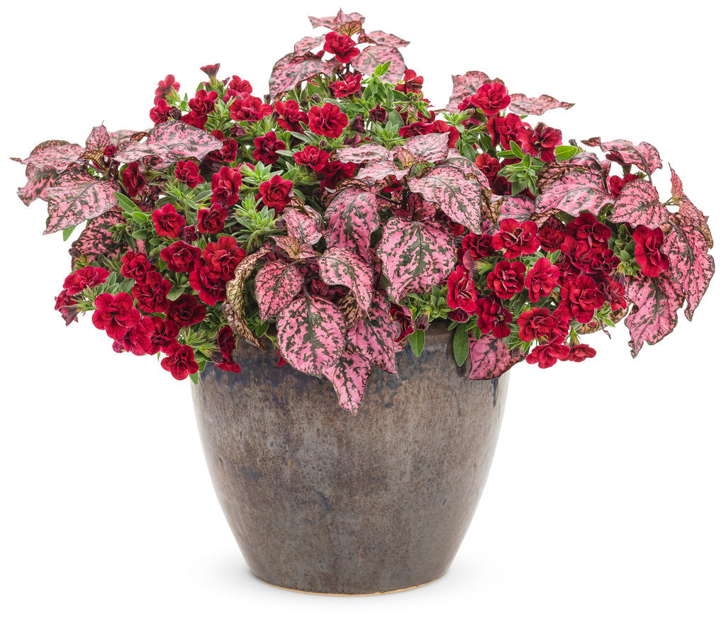 Calibrachoa hybrid 'Superbells® Double Ruby' combination