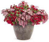 Calibrachoa hybrid 'Superbells® Double Ruby' combination