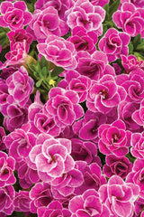 Calibrachoa hybrid 'Superbells® Doublette Love Swept' close up