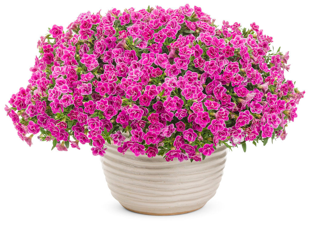 Calibrachoa hybrid 'Superbells® Doublette Love Swept' in decorative pot