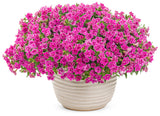 Calibrachoa hybrid 'Superbells® Doublette Love Swept' in decorative pot