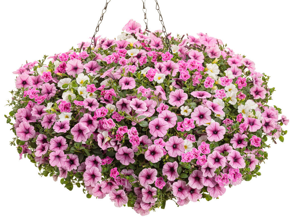 Calibrachoa hybrid 'Superbells® Doublette Love Swept' combination