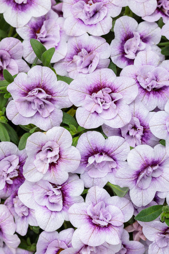 Calibrachoa hybrid 'Superbells® Double Twilight'