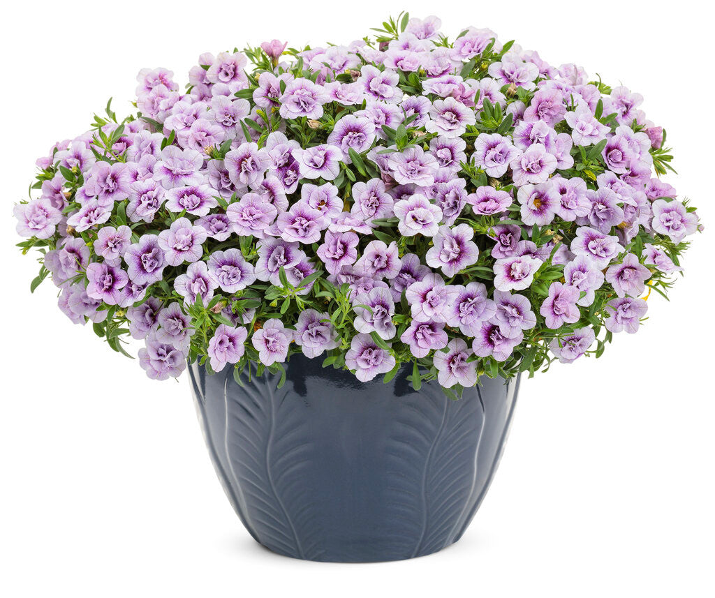 Calibrachoa hybrid 'Superbells® Double Twilight' in decorative pot