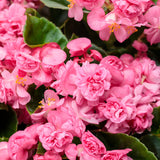 Begonia semperflorens 'Double Up™' Pink'