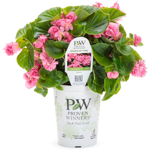 Begonia semperflorens 'Double Up™' Pink' in grower pot