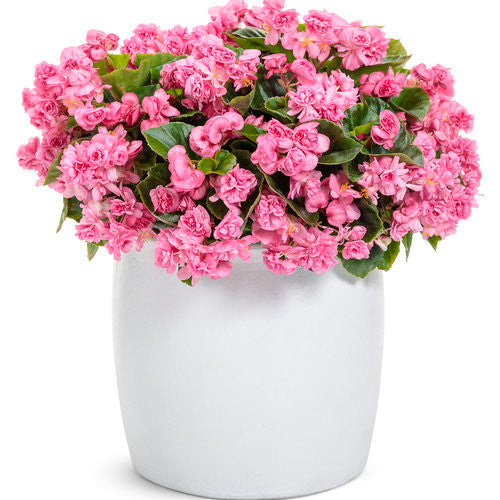 Begonia semperflorens 'Double Up™' Pink' in decorative pot