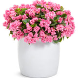 Begonia semperflorens 'Double Up™' Pink' in decorative pot