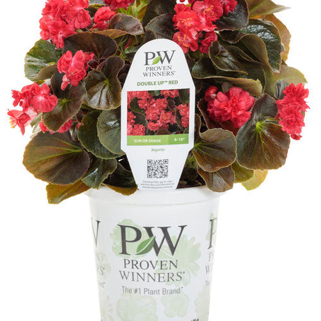 Begonia semperflorens 'Double Up™' Red' in grower pot