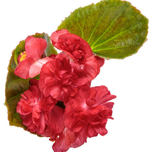 Begonia semperflorens 'Double Up™' Red' flower